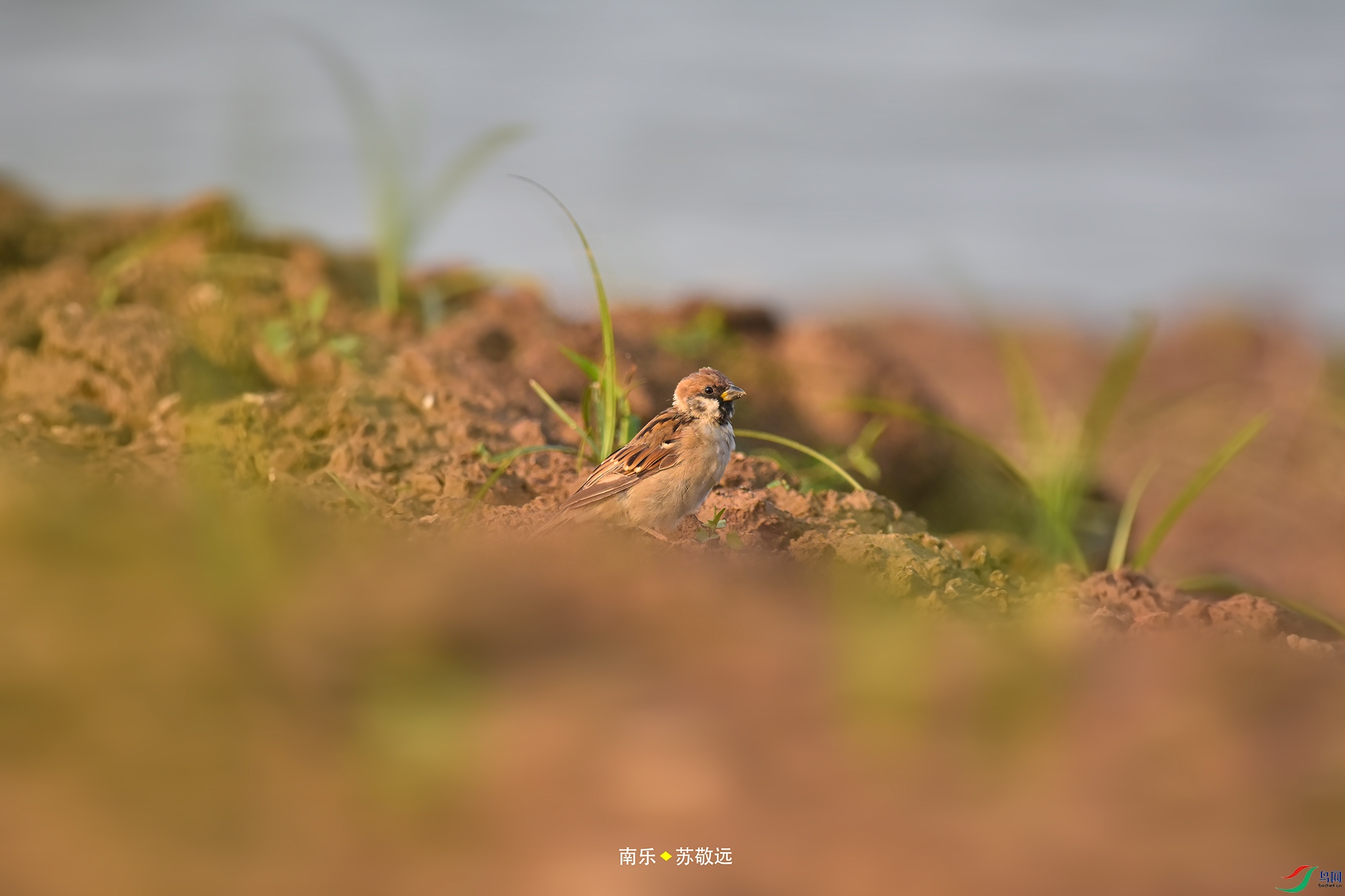 _DSC4821С.jpg