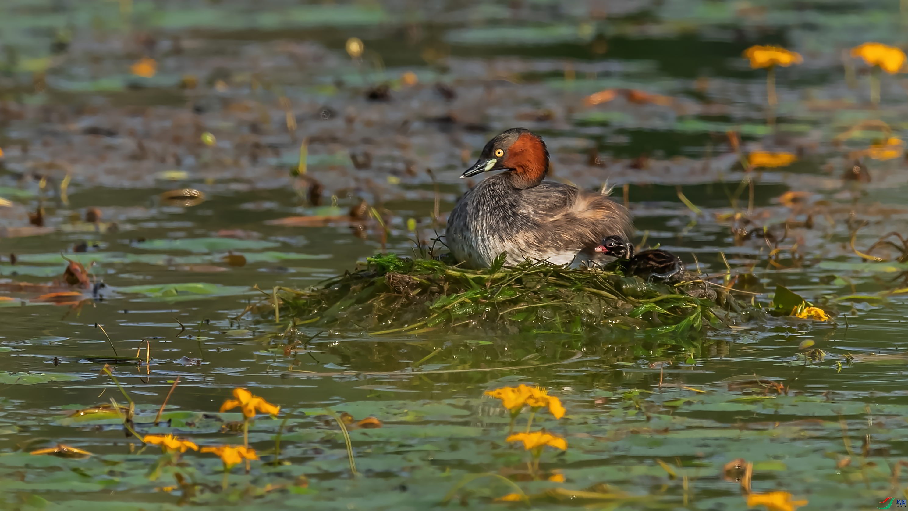 DSC_1709 -1-standard-scale-6_00x-gigapixel ����-1_01.JPG