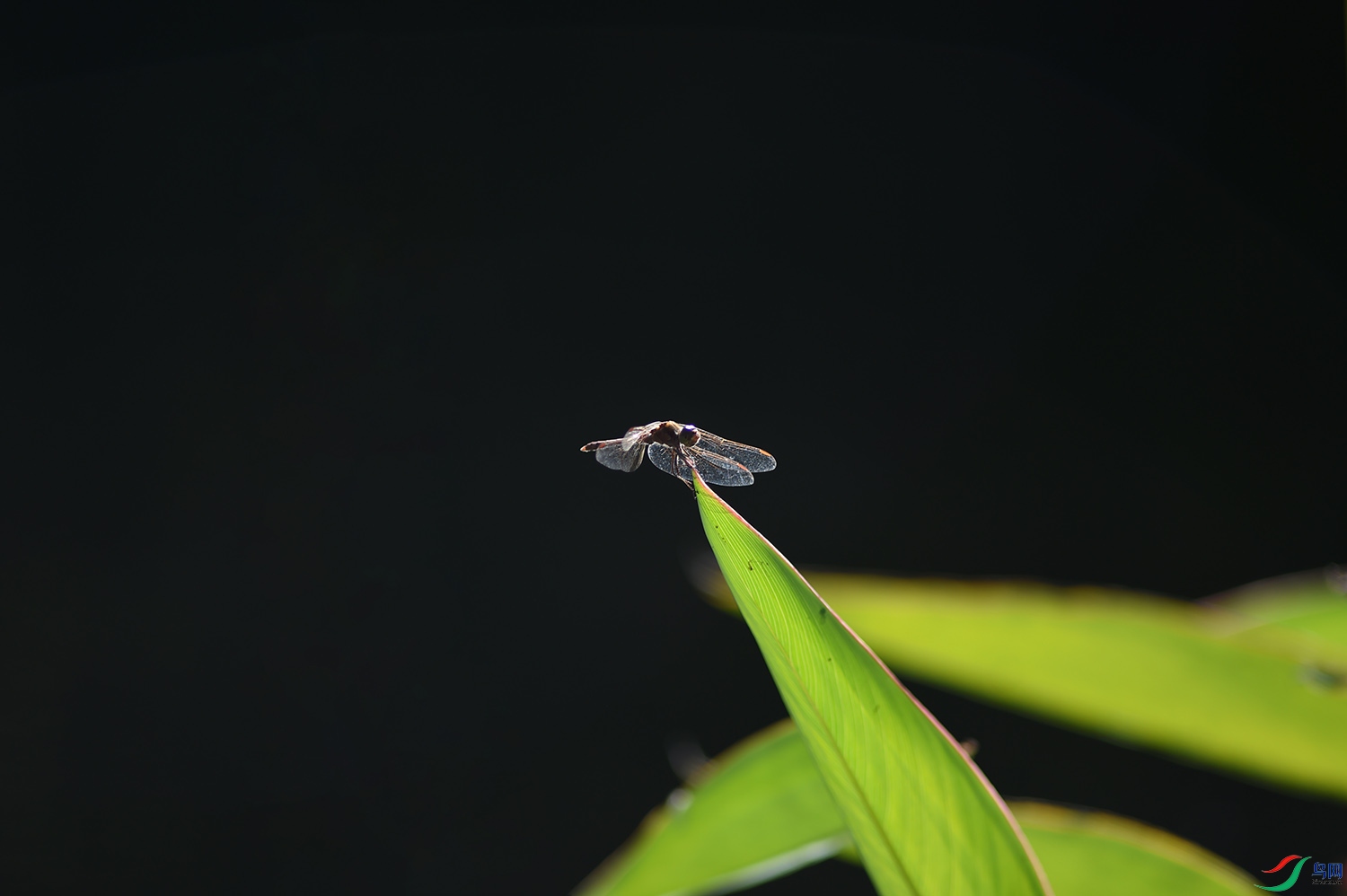 DSC_6473(1).jpg