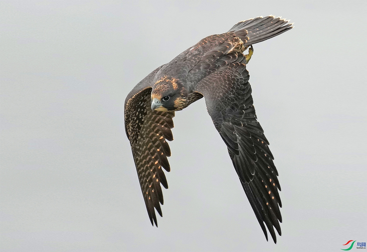飞得最快的小鹰,游隼.