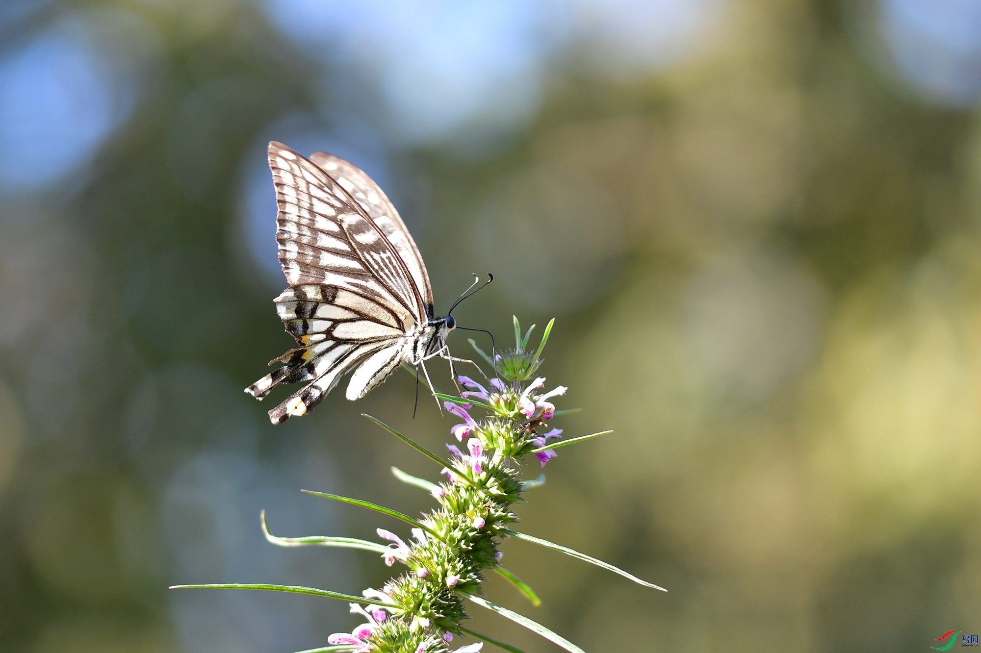DSC_8420.jpg