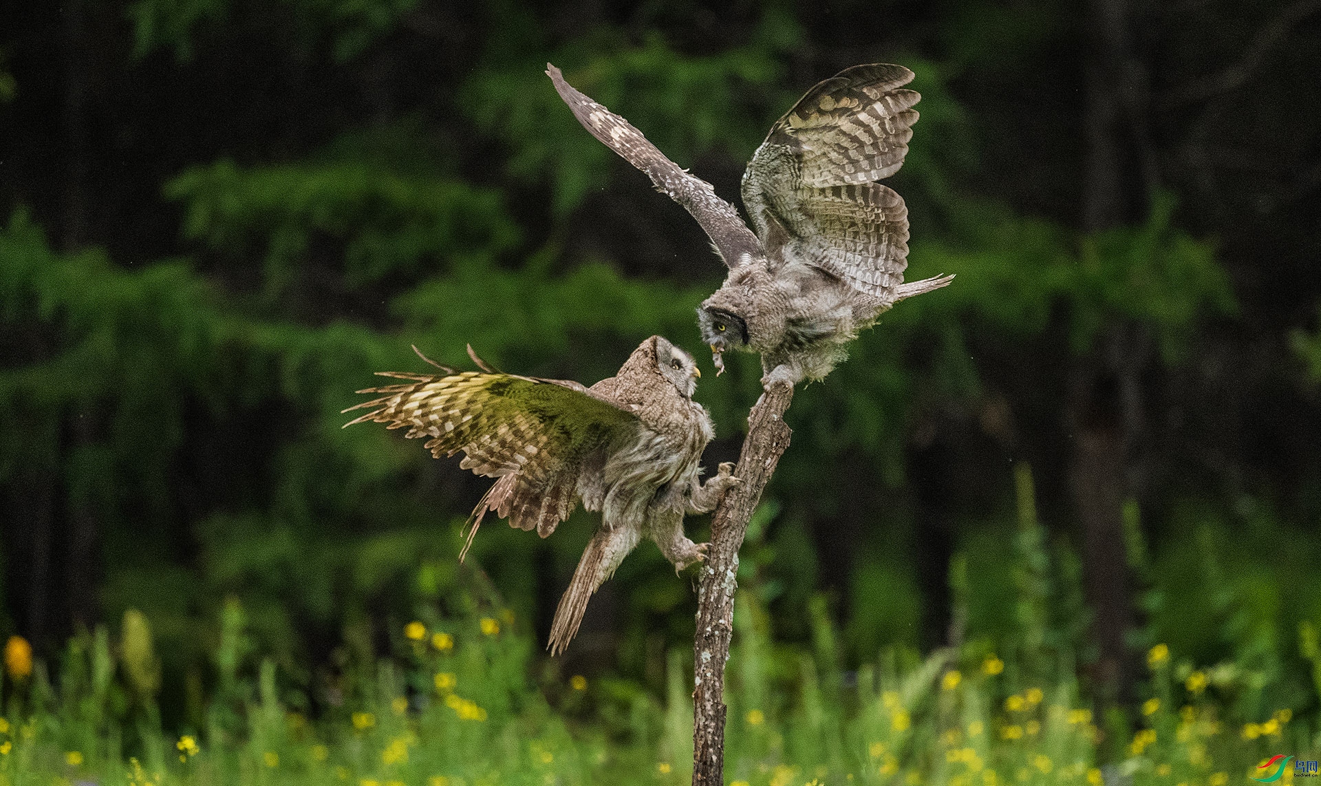 DSC_2159.jpg