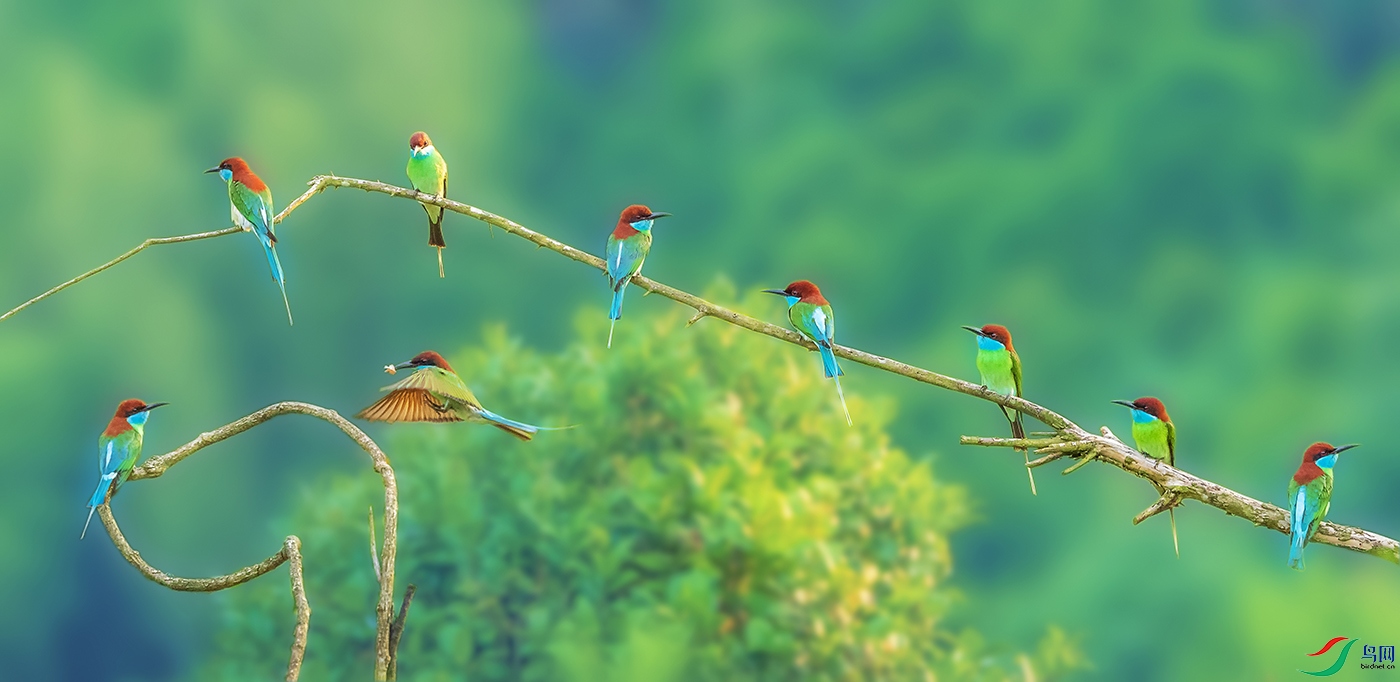 �й���������С��֮һ�����仢