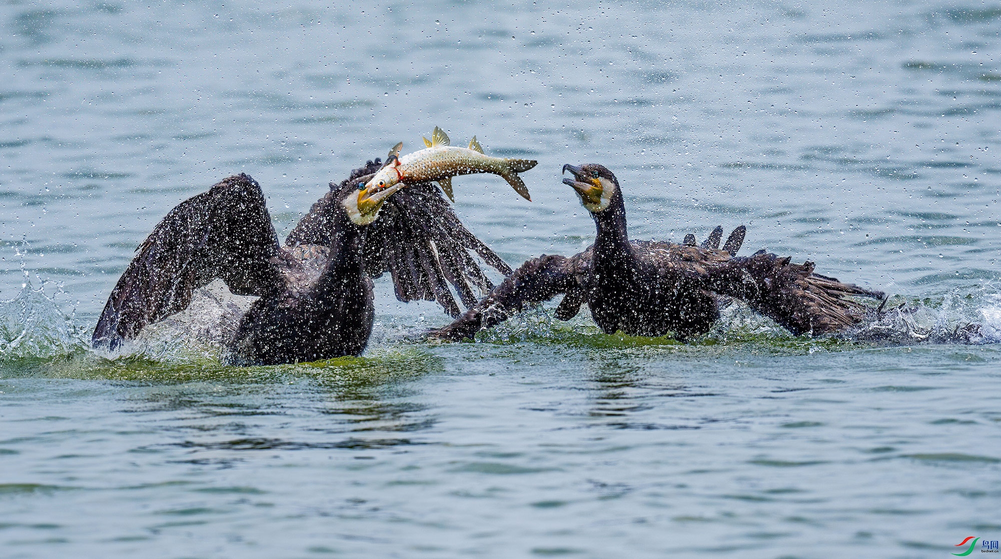 DSC_780012.jpg