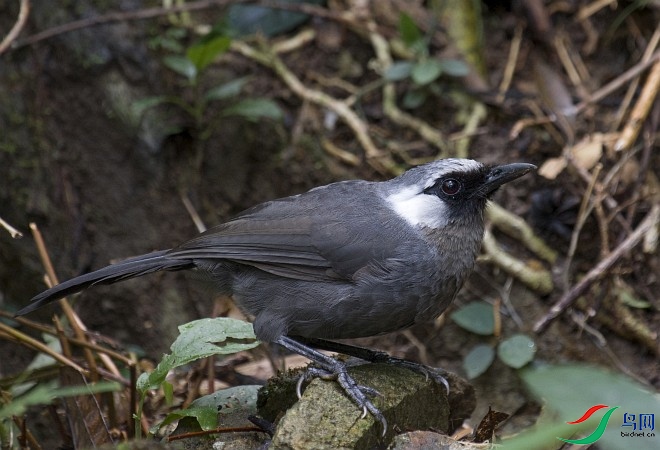 grey_laughingthrush_juvenile_obi.jpg