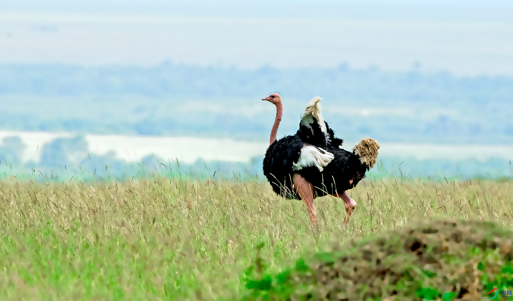 A32Q0342a.jpg