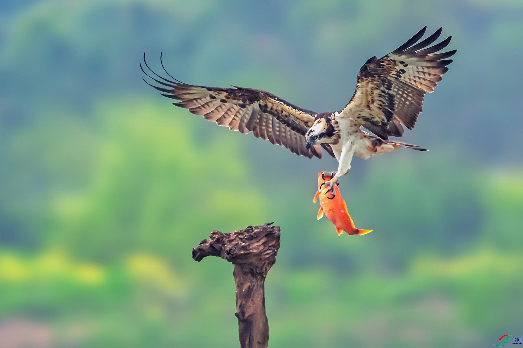  ����ץ����