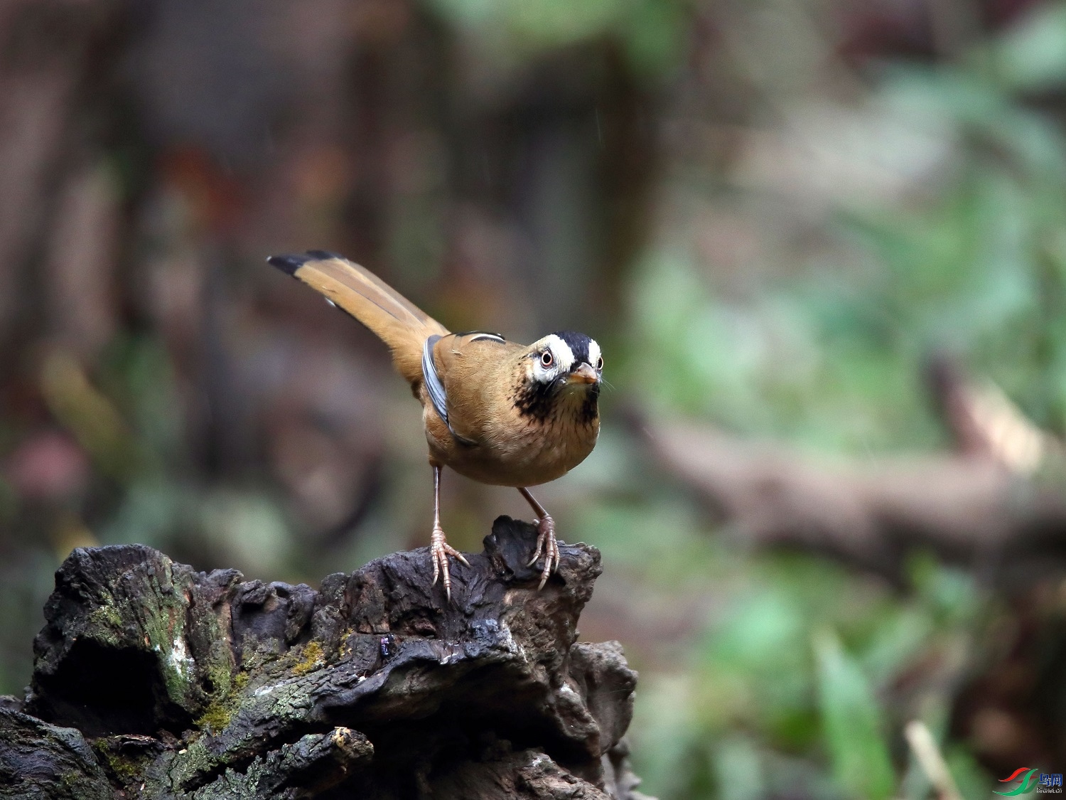 ���  ��ʦ����0.jpg