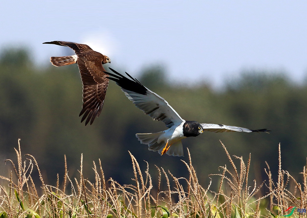 ���۱���