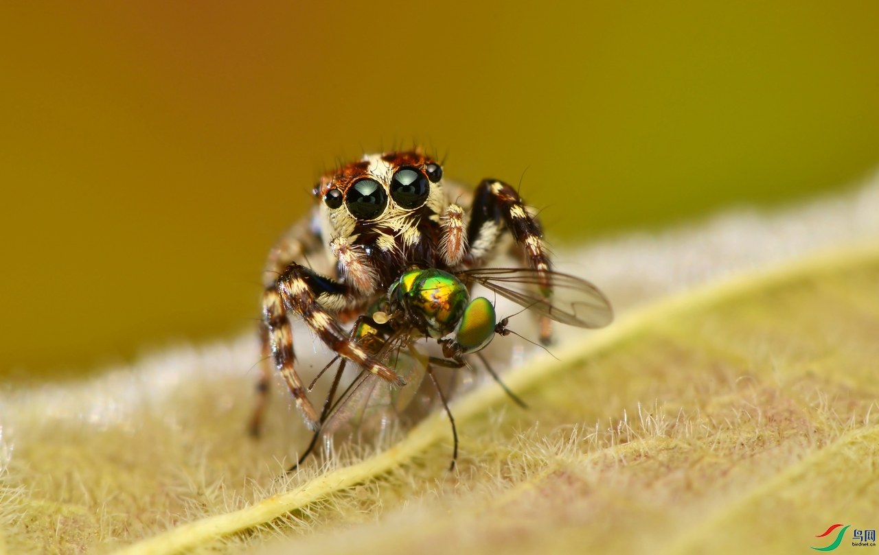 角猫蛛捕食【贺获首页精华】