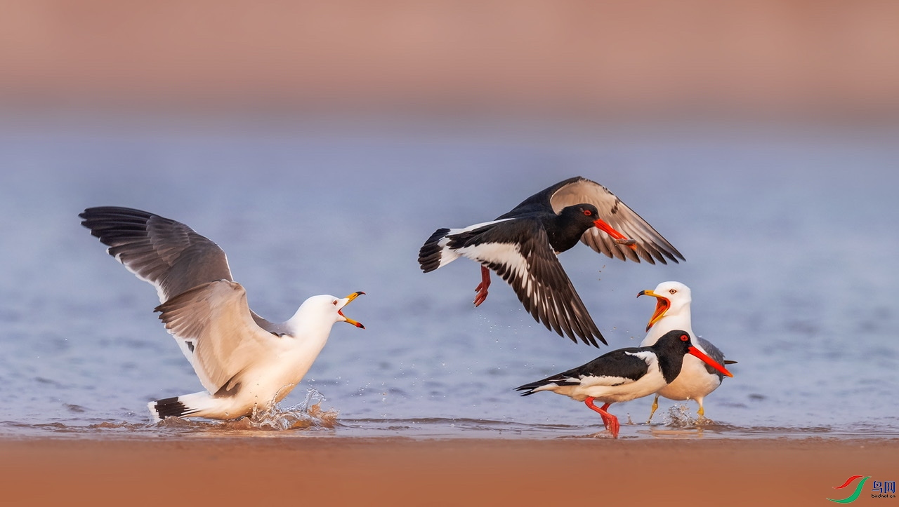 ��Ÿ������