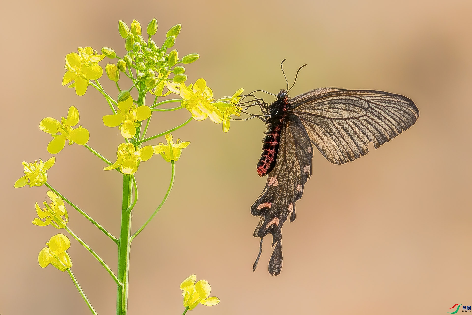 油菜花上的小蝴蝶