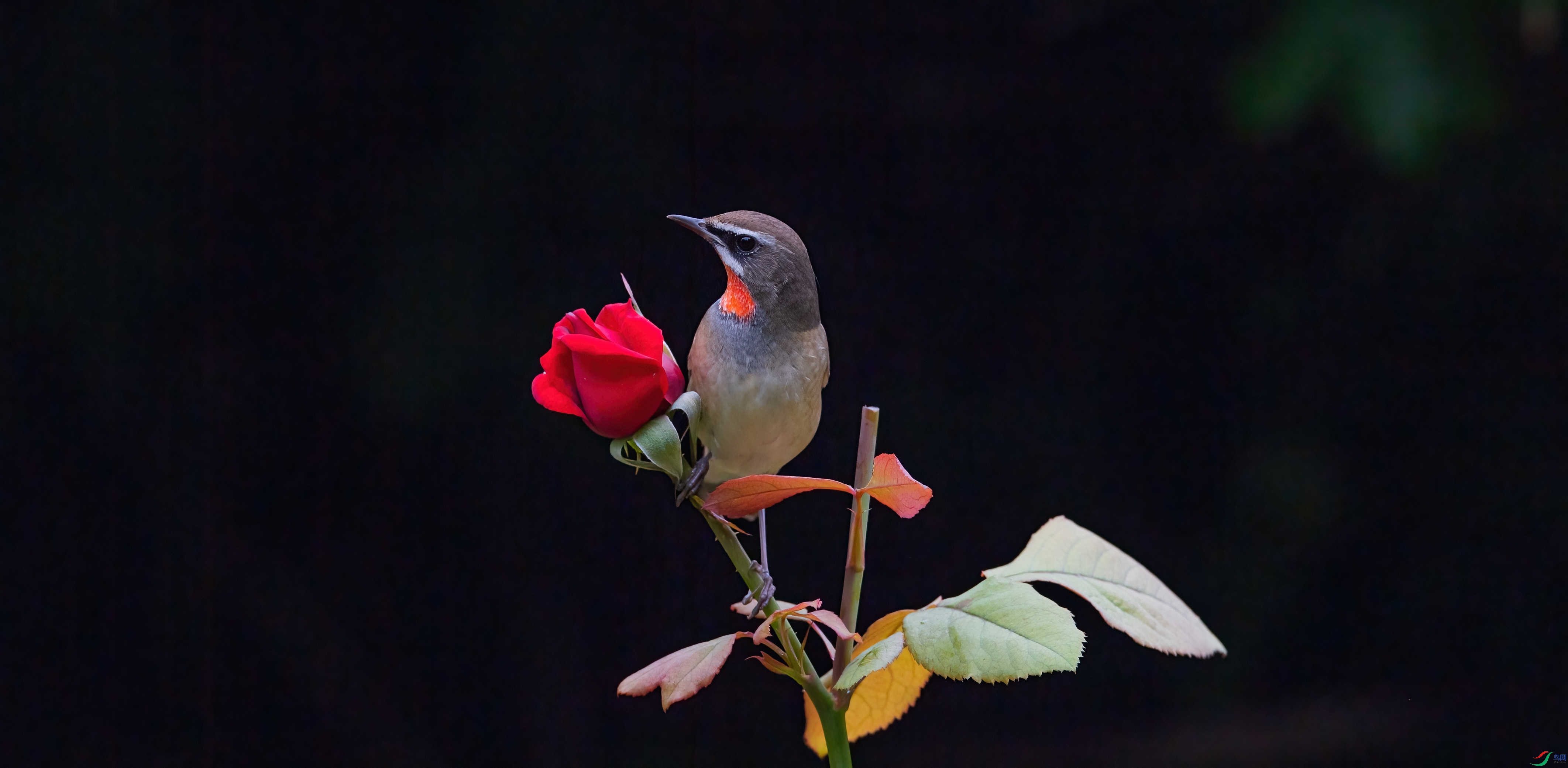 DSC_2016-denoise-low-light.jpg