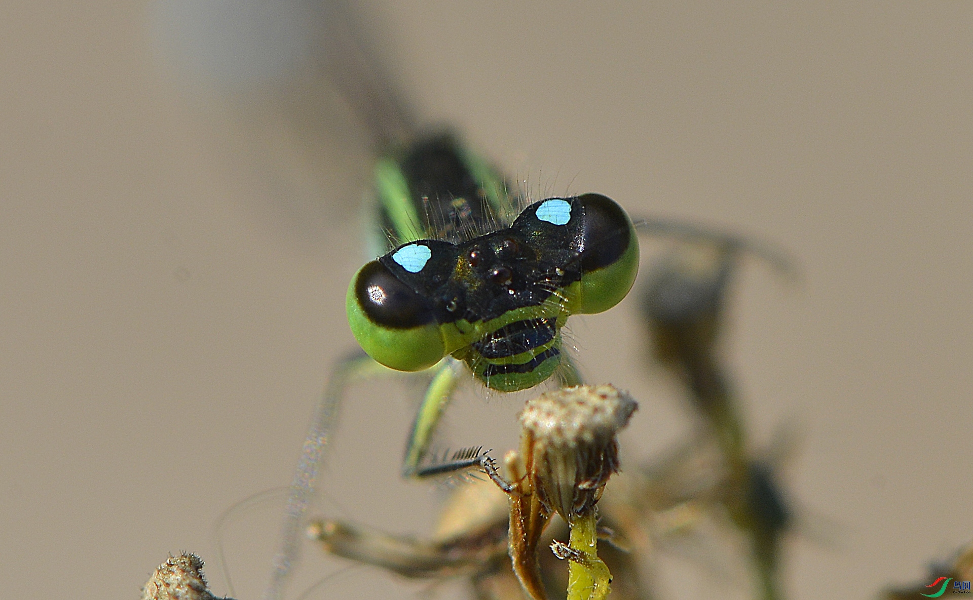 ������Ӱ 2963����.jpg