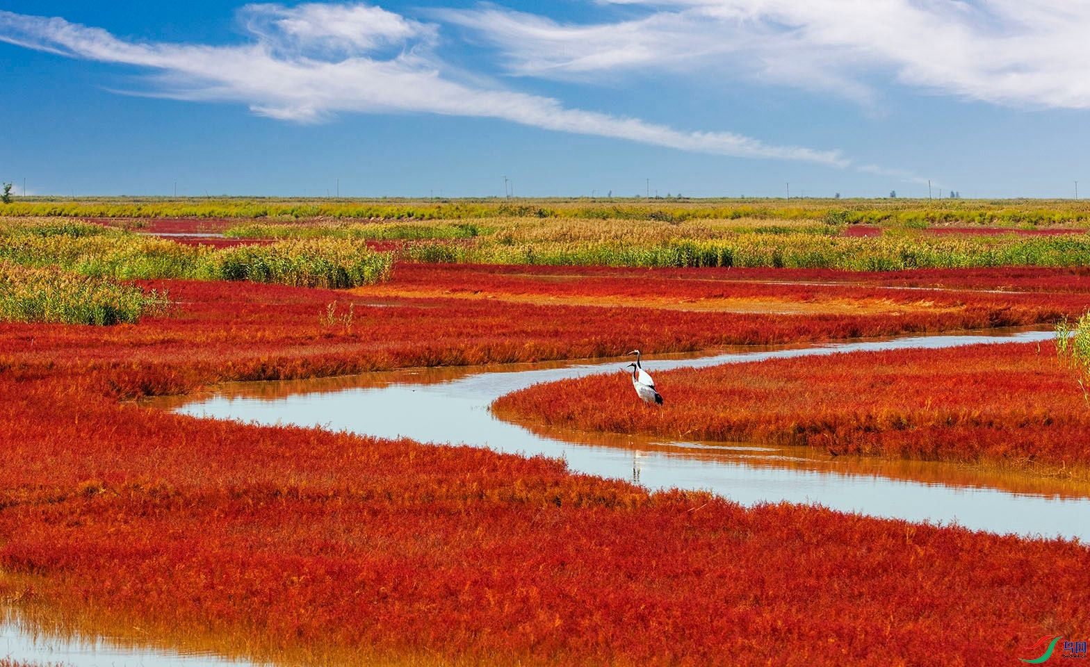 [鸟类] 《我的家园》------红海滩丹顶鹤