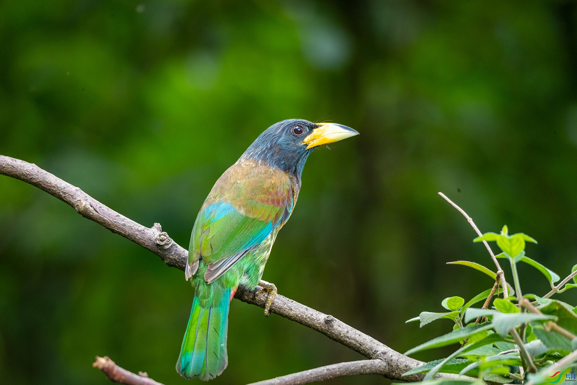 ������ľ��