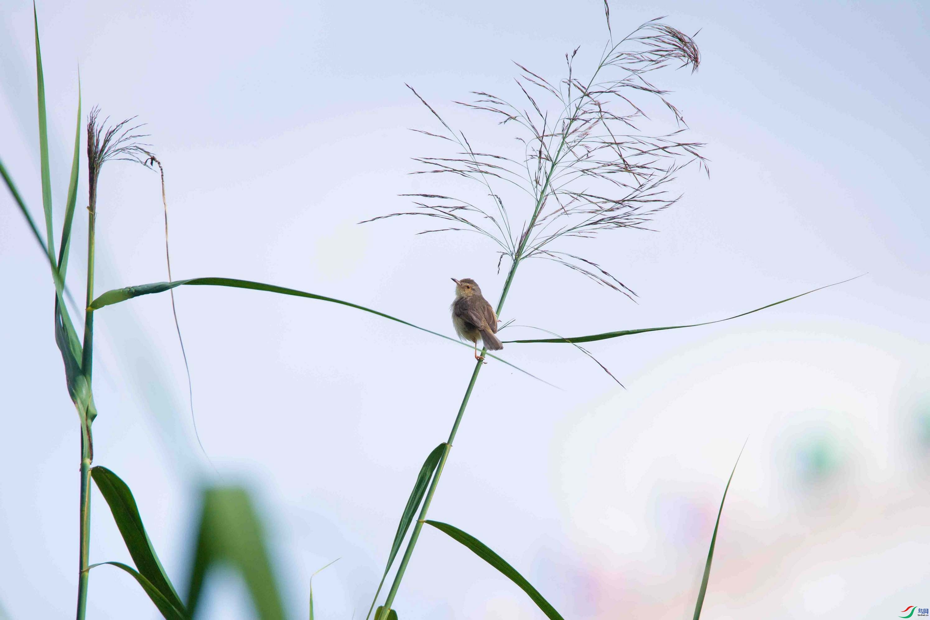 DSC_7961a.jpg