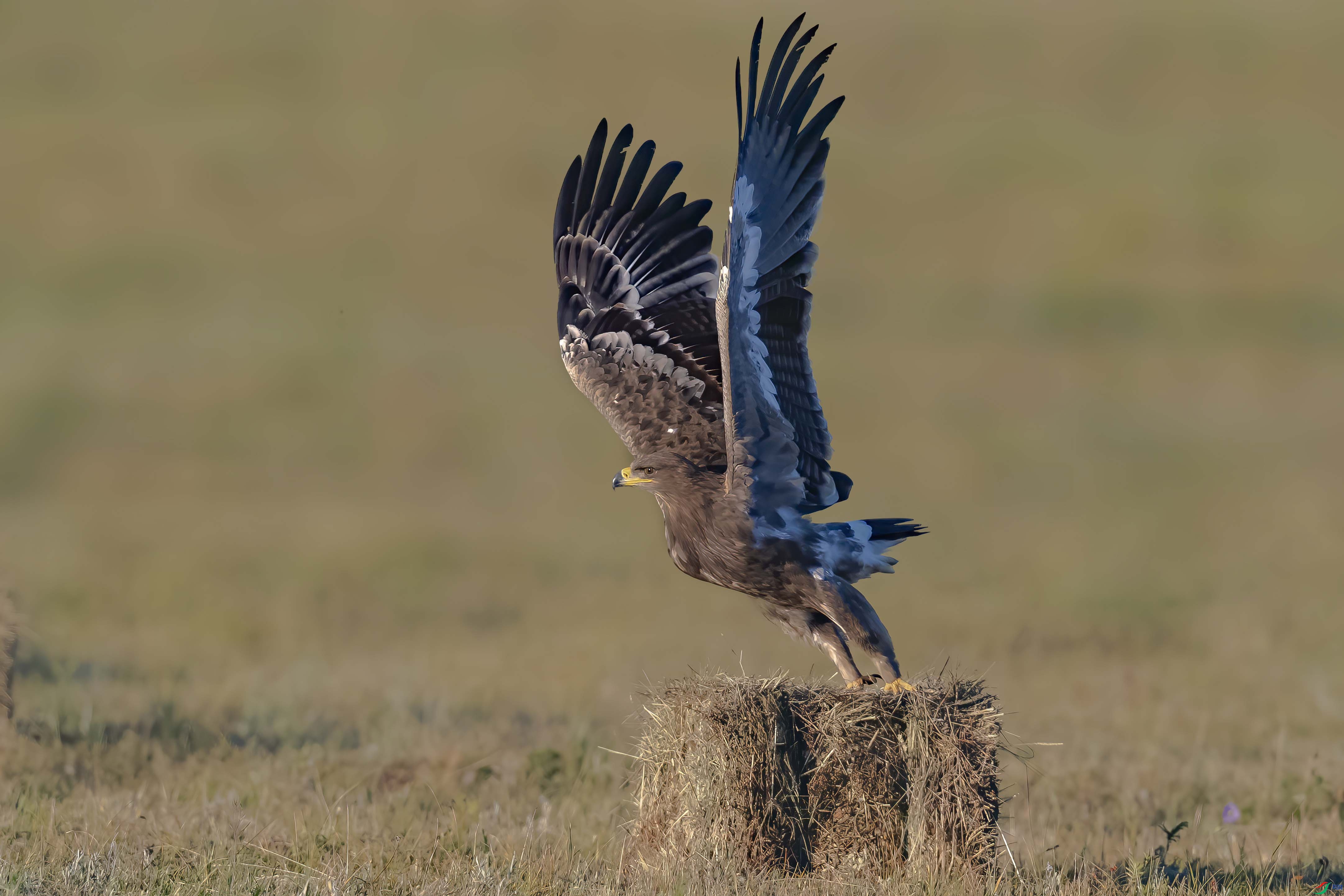 A95I4218 ���� 2.jpg