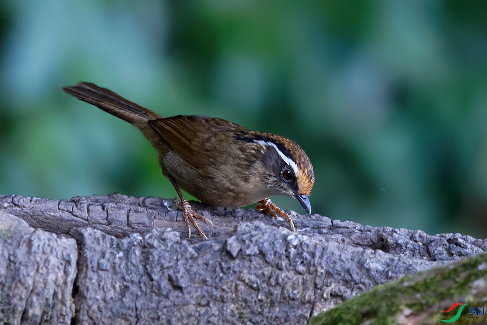 DSC_1021_DxOa.jpg