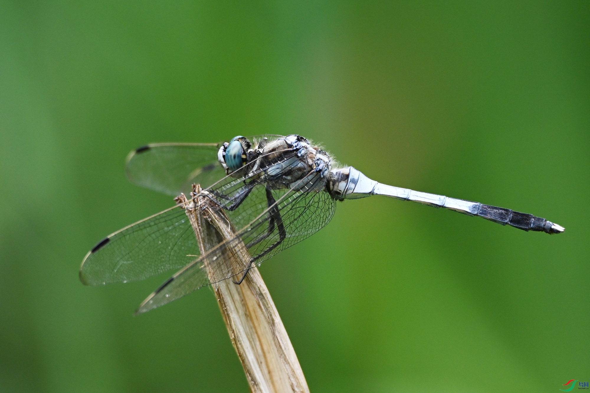 DSC_0270.jpg