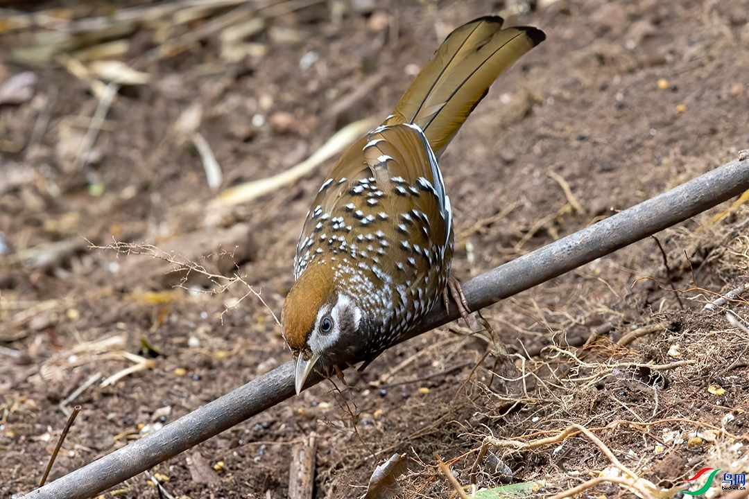 ��������  ��ʦ����������ʡ������ ����������������.jpg