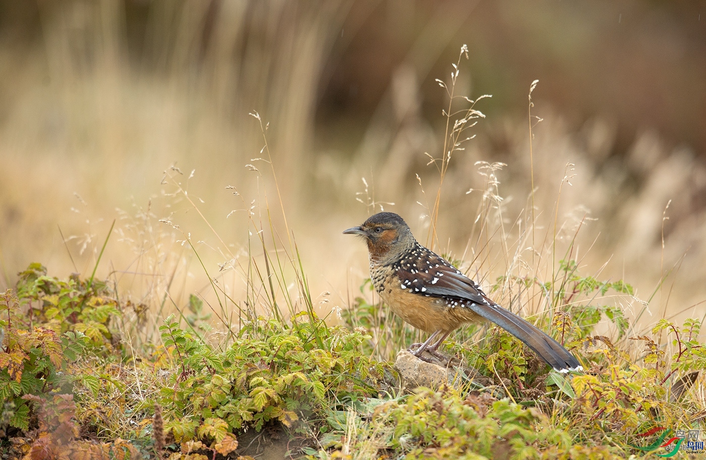 ֪������  ��ʦ�����ڴ�����ķ��.jpg