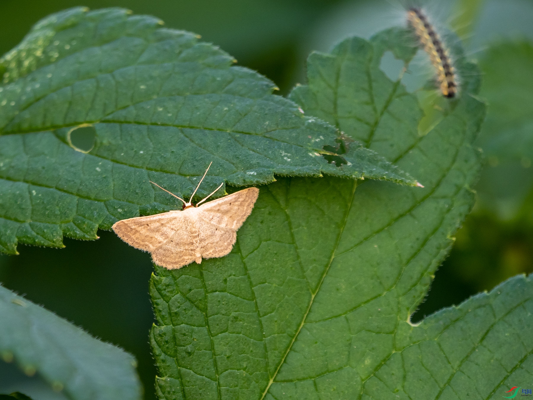 �߶��ëë��