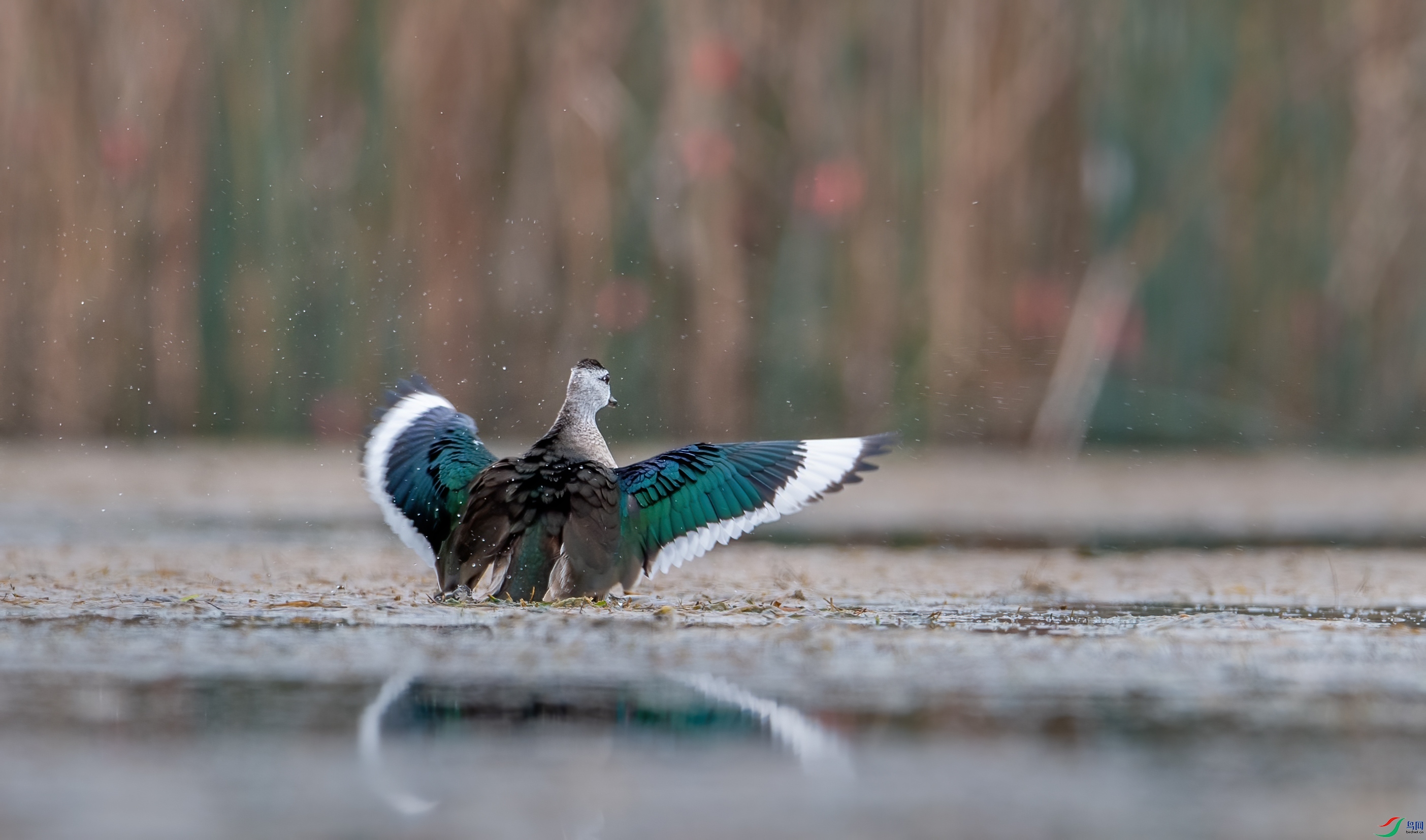 DSC_3439-1.jpg
