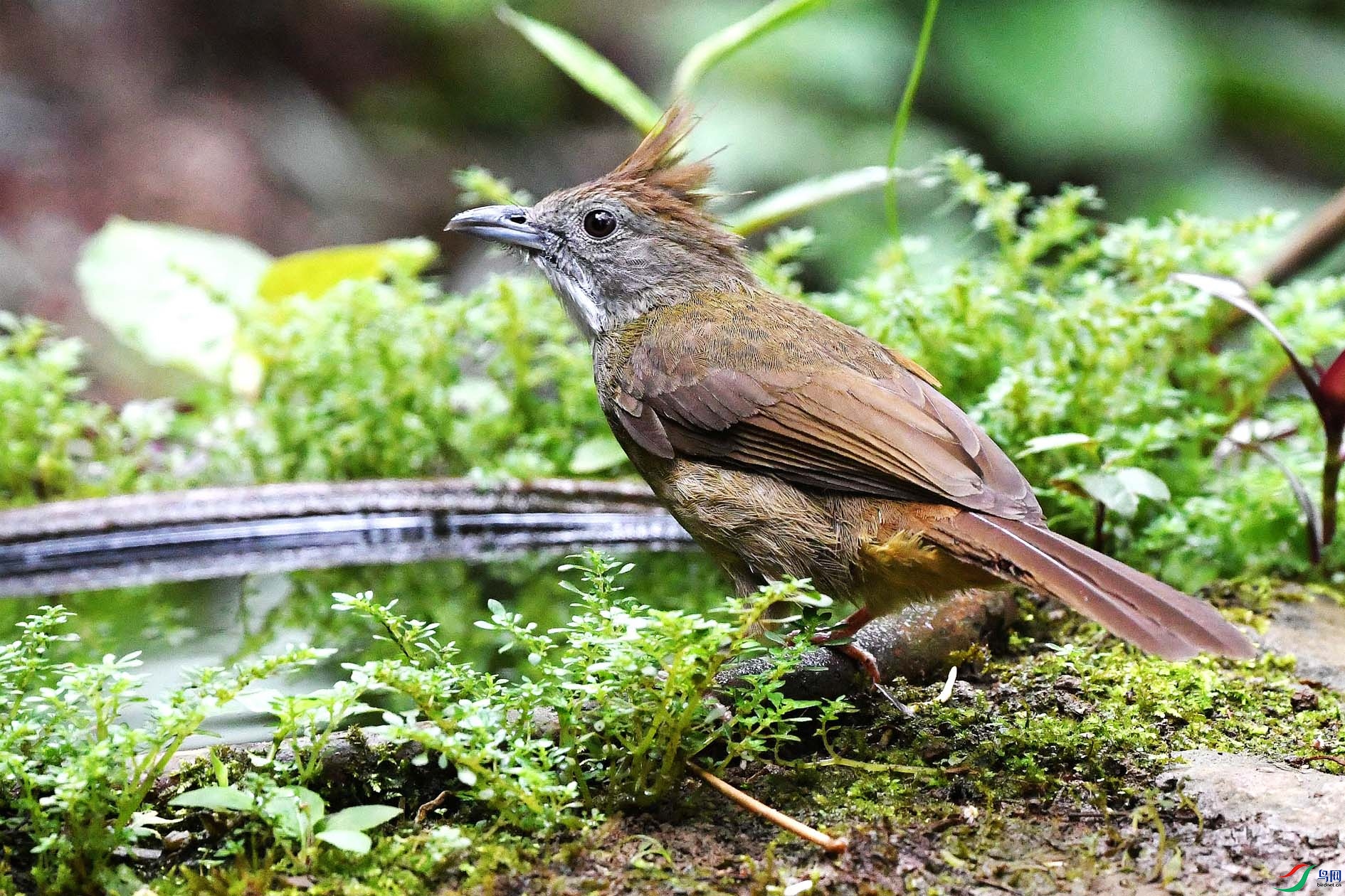 NIKON D5001241_����.jpg