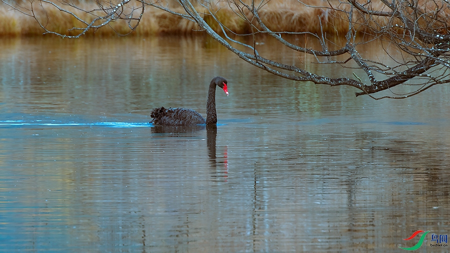 DSC_2014_DxOa.jpg
