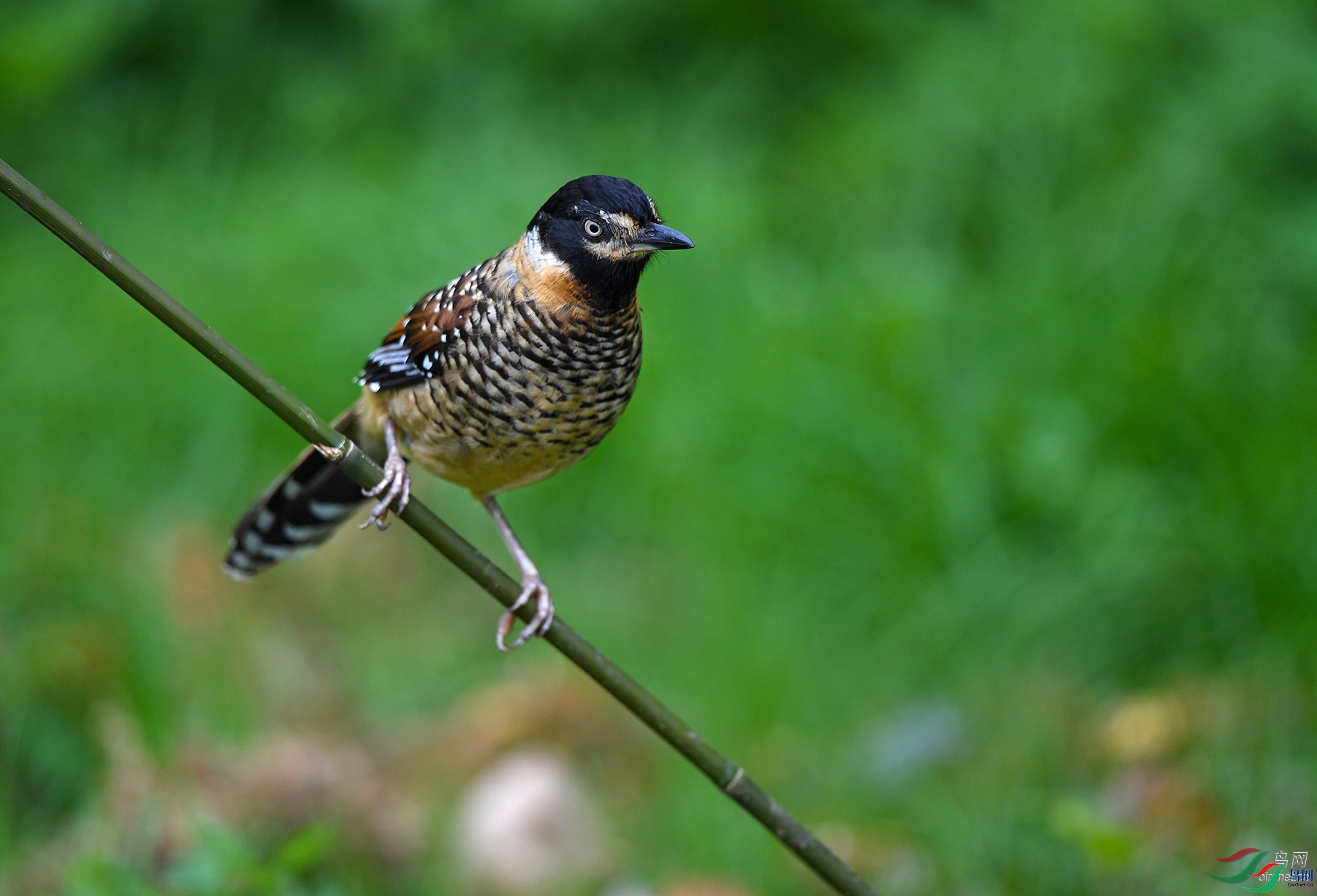 ��������  ��ʦ��������������ʢ��.jpg