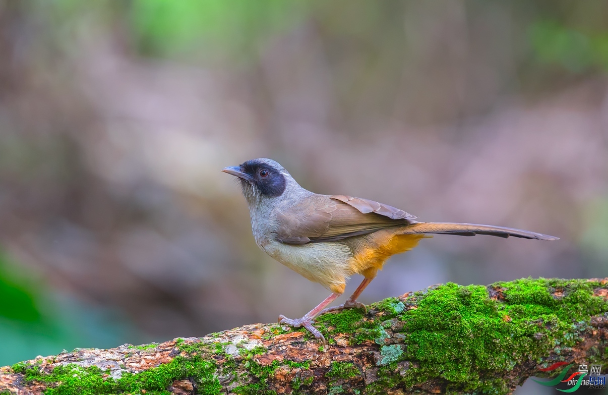 ����  ��ʦ����ٻ���.jpg