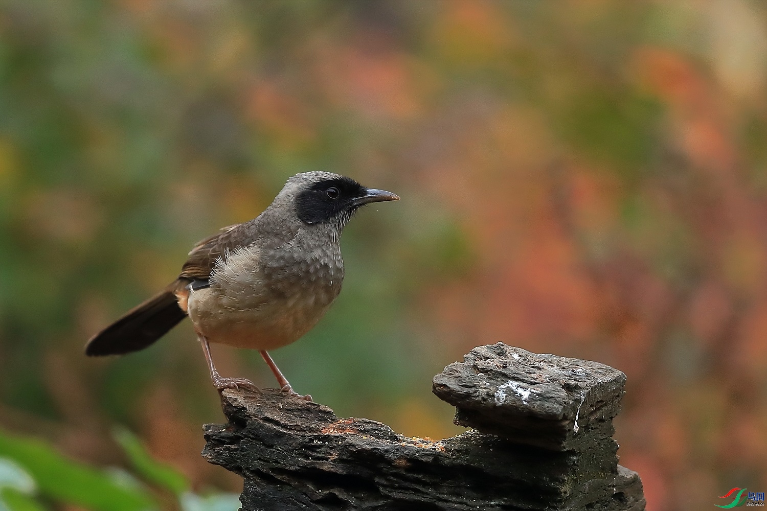 sca31510  ��ʦ����0.jpg