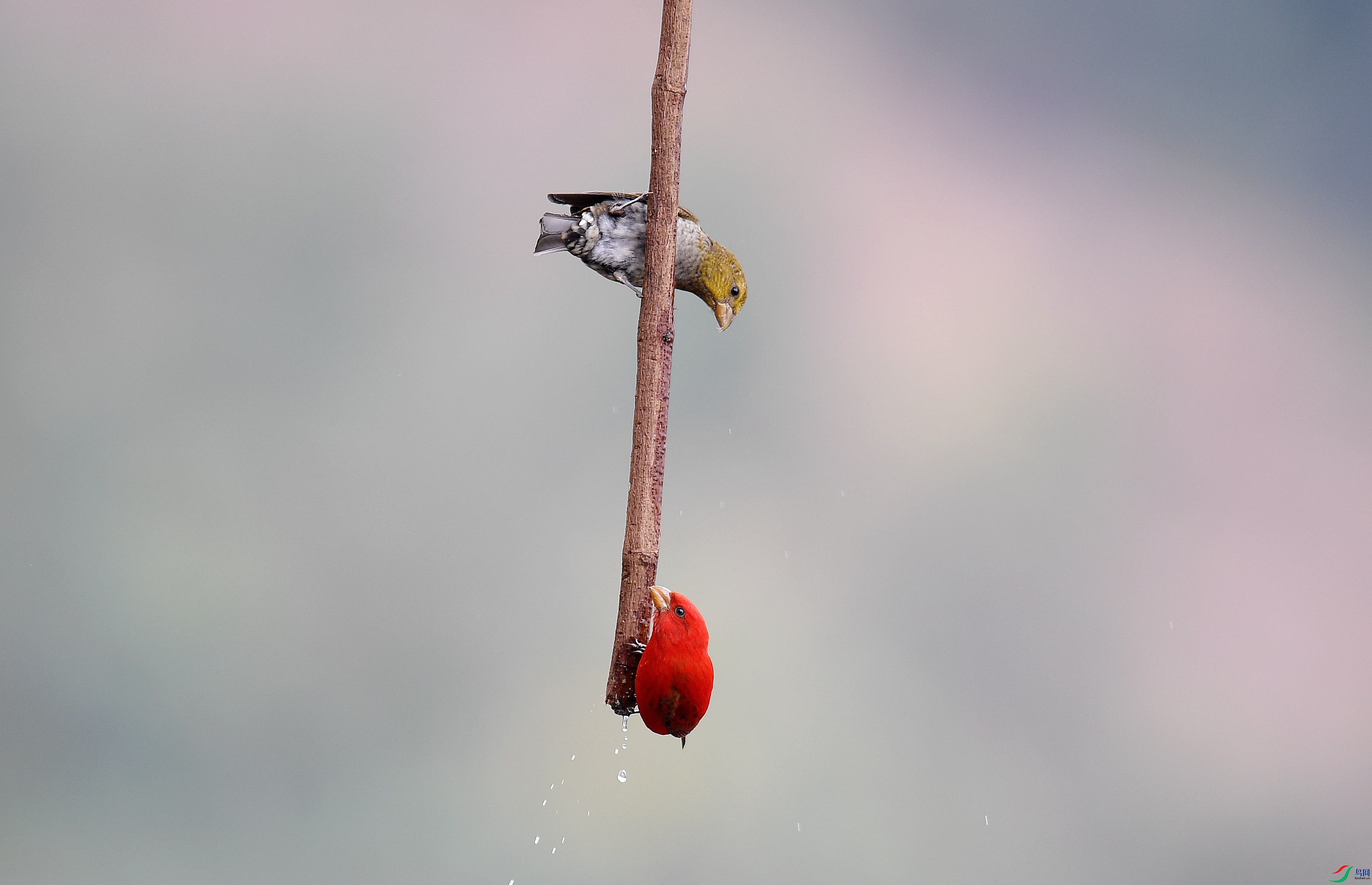 DSC_7540_����.jpg