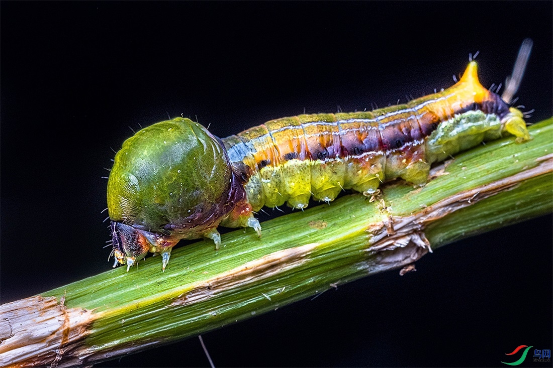 93P1A4285 ����.jpg