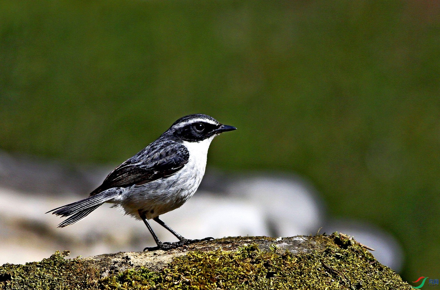 _MG_2088 - ����.jpg