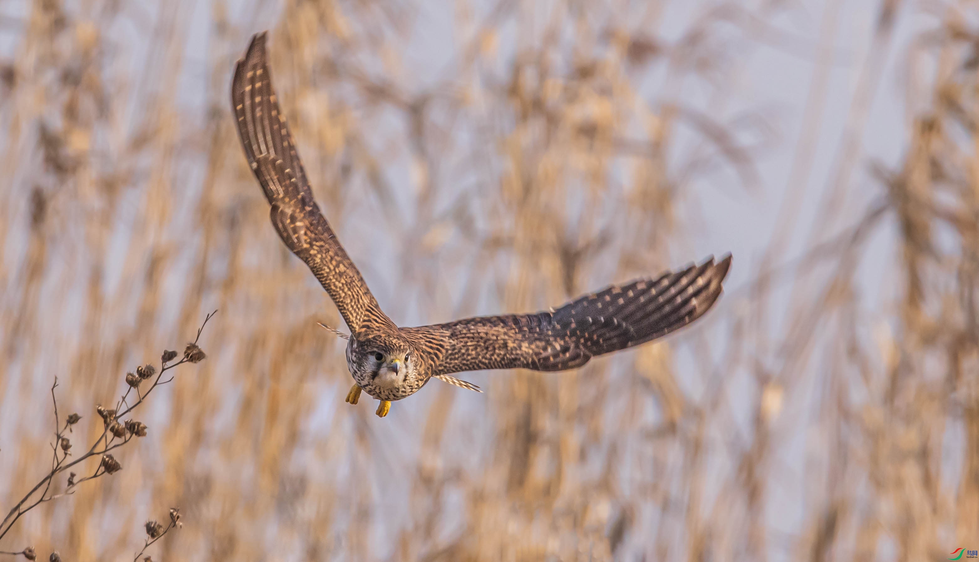 DSC_5077-1.jpg
