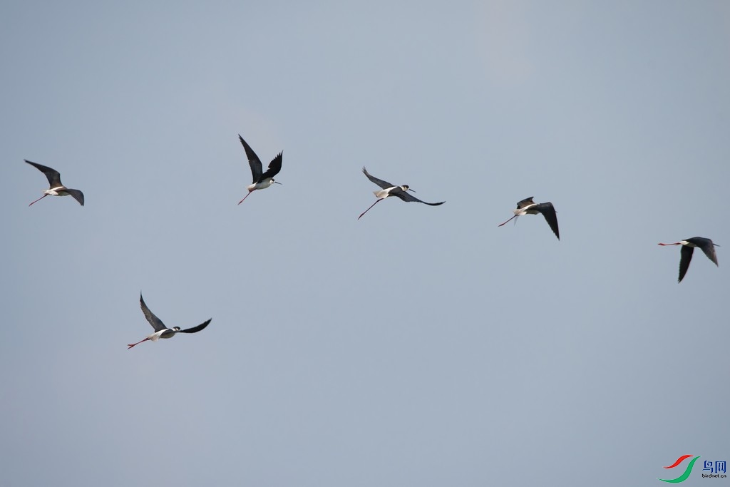 _DSC9611a.jpg