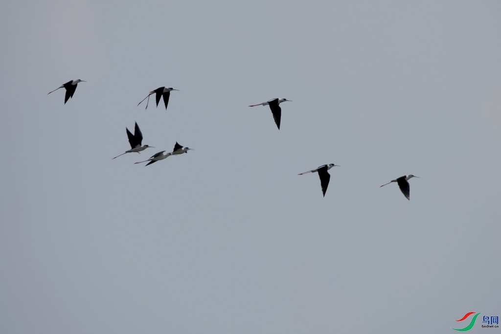 _DSC9621a.jpg