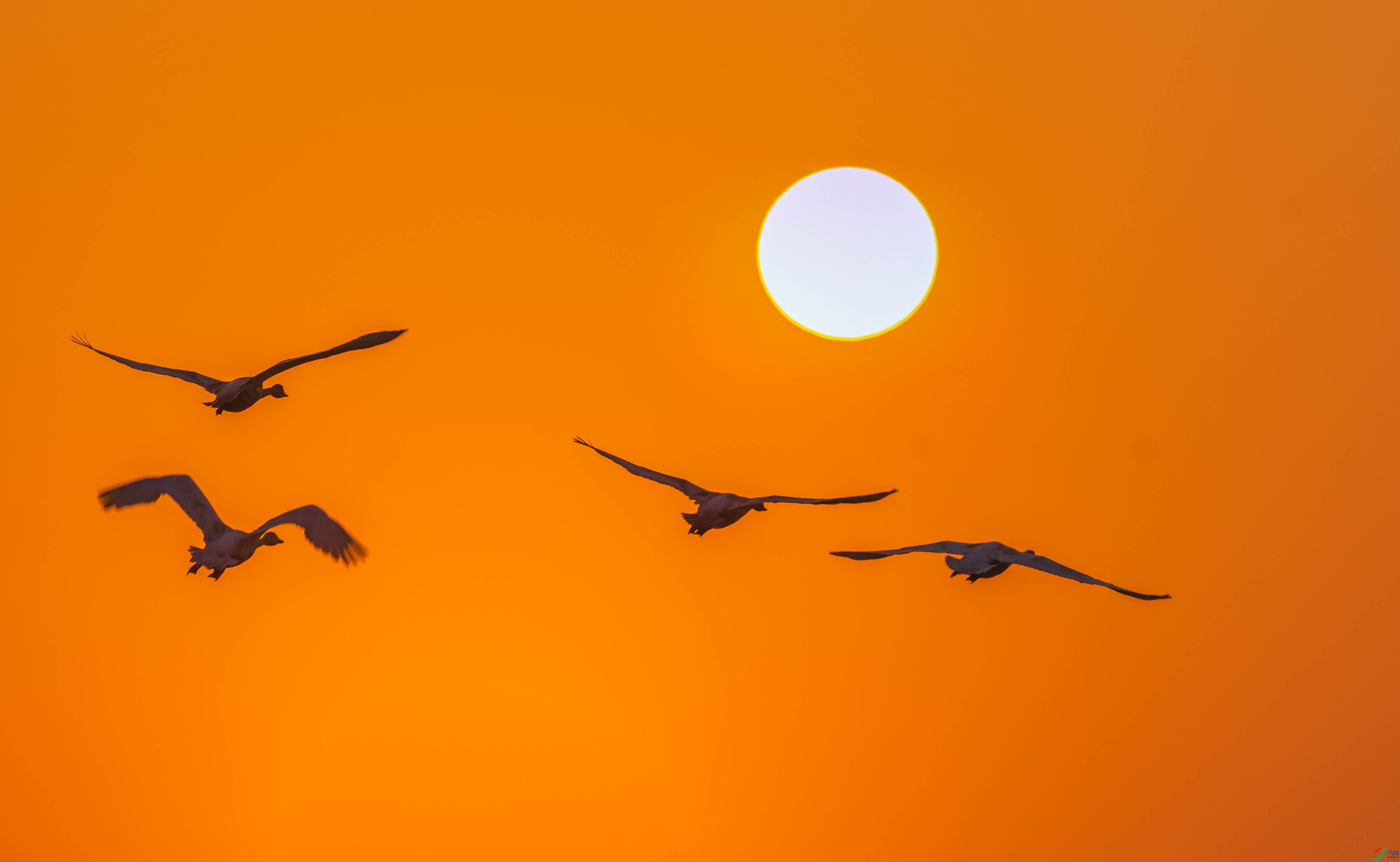 DSC_6602-1.jpg