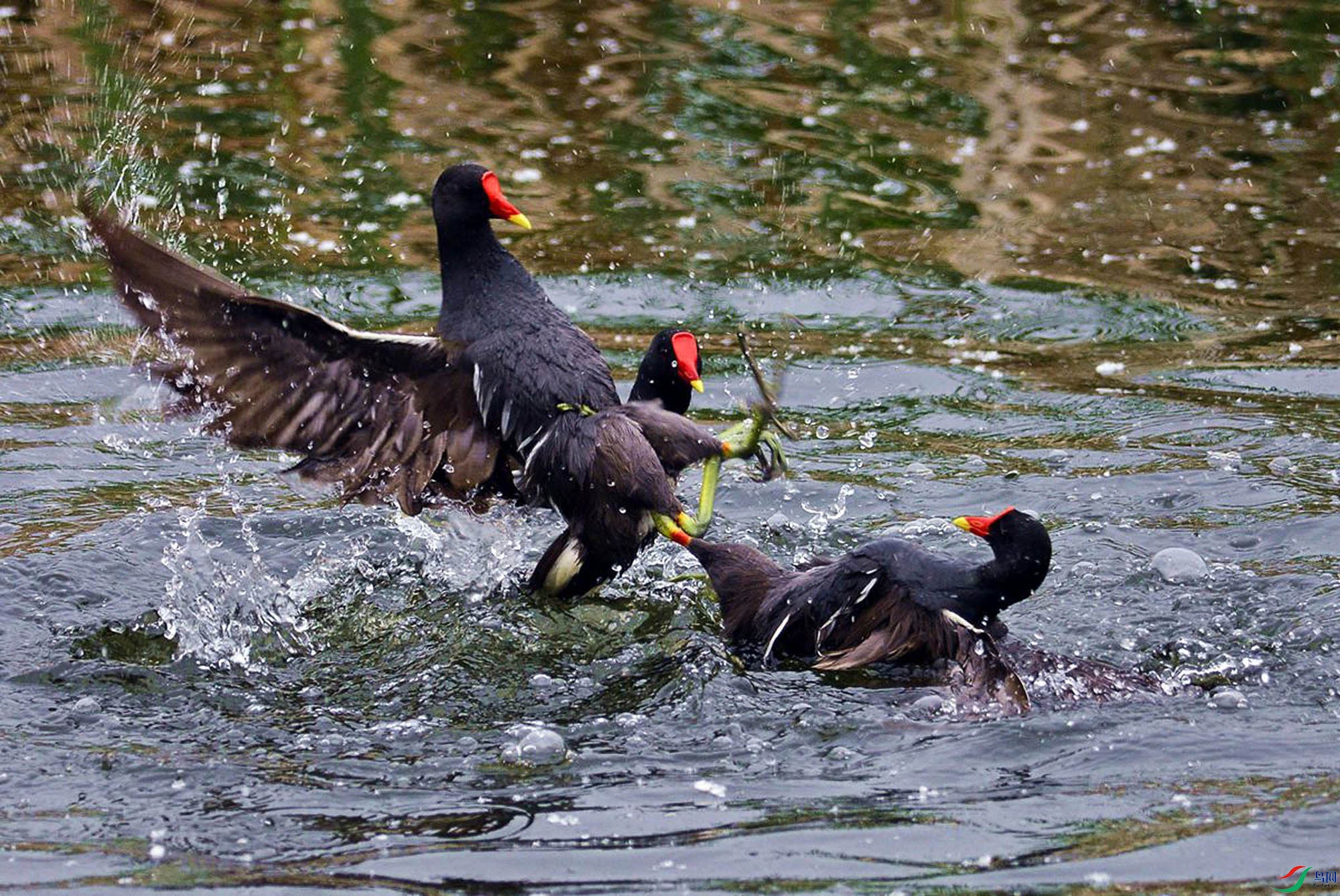 ��ˮ�� (1).jpg