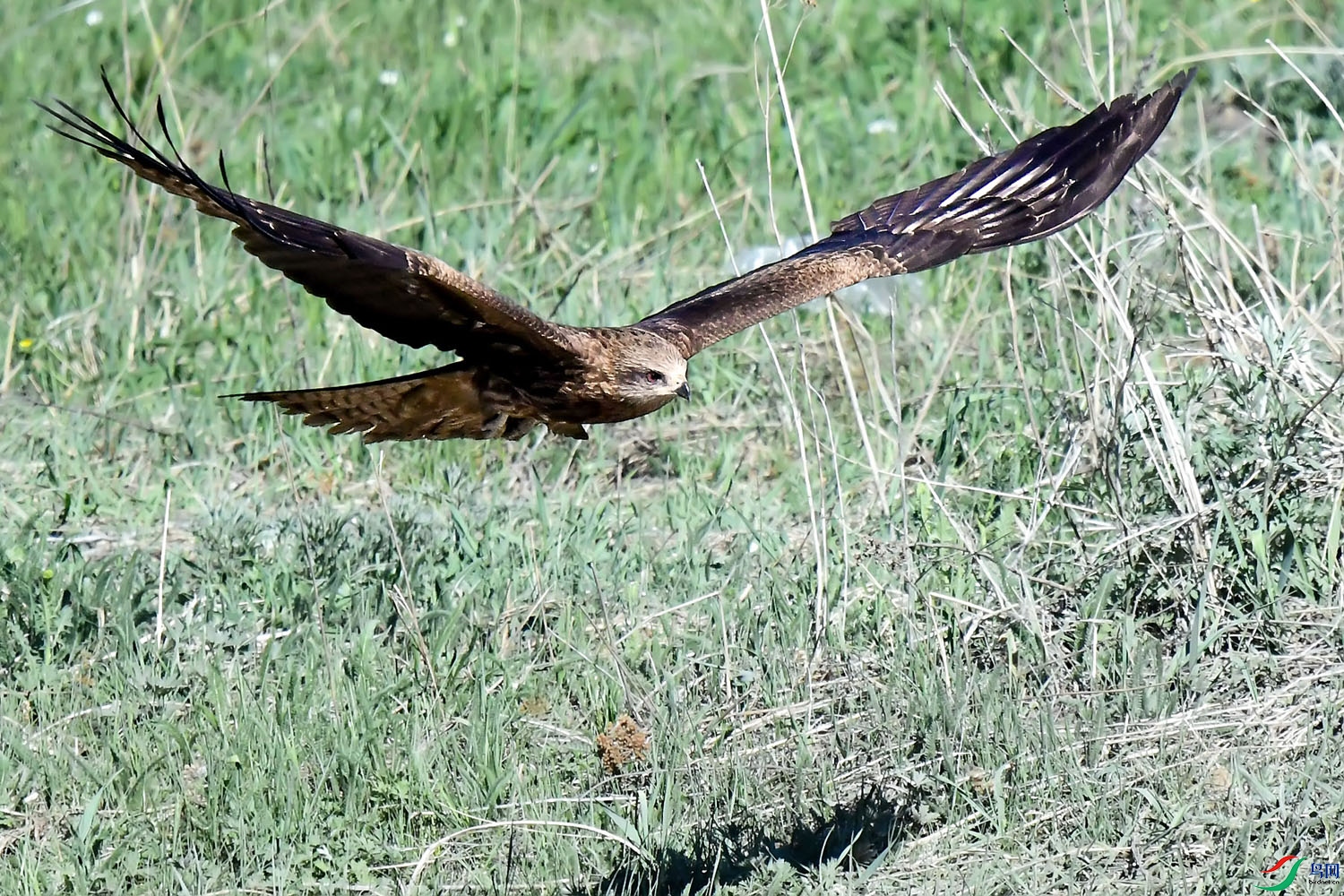 DSC_4627.jpg