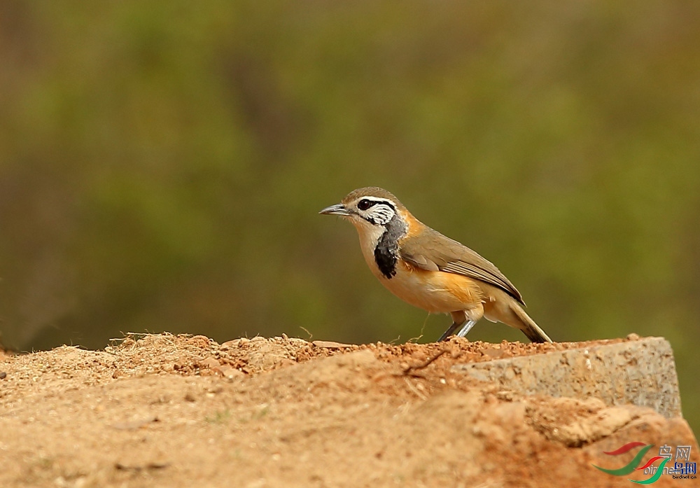 �����  ��ʦ�����ں���ʡ������ͩ����.jpg