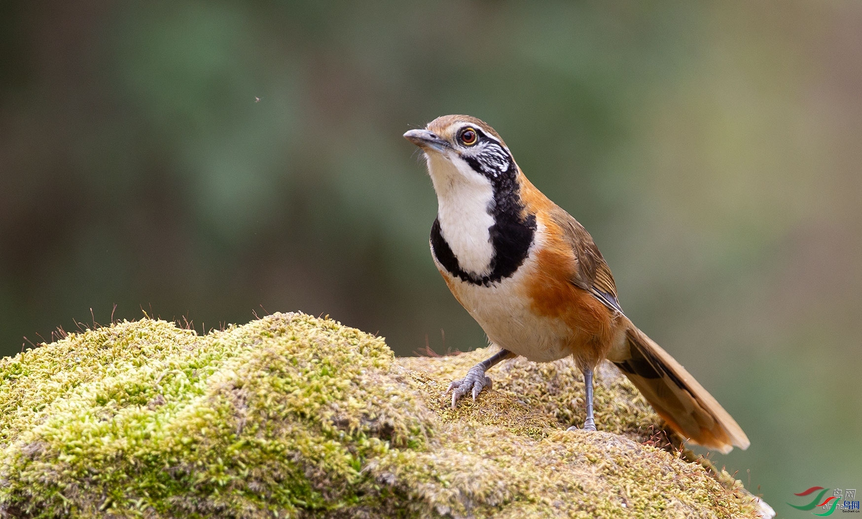 ��è��  ��ʦ����.jpg