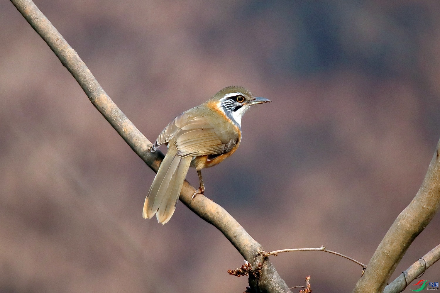 ���  ��ʦ����0.jpg