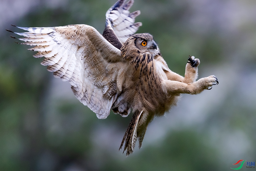 ף�����ף����ʦ��