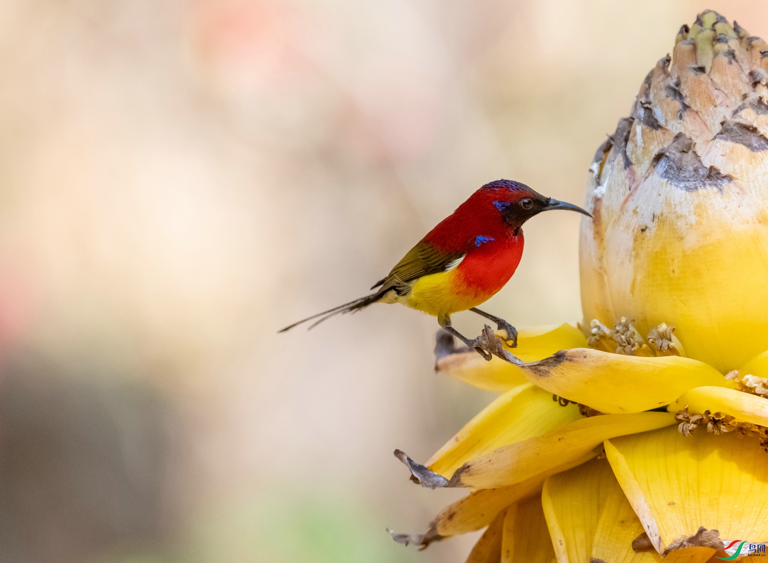 金莲花上采蜜的《蓝喉太阳鸟》