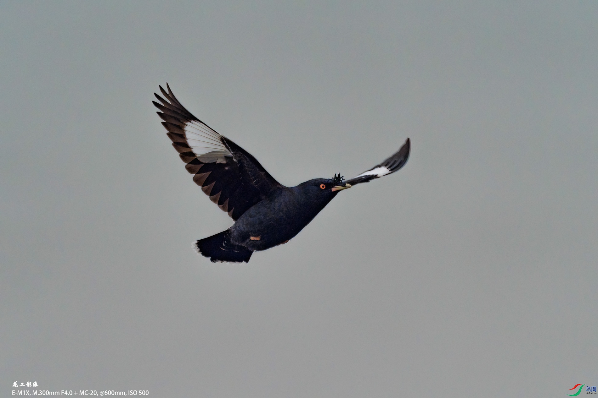 P1080517ac.jpg
