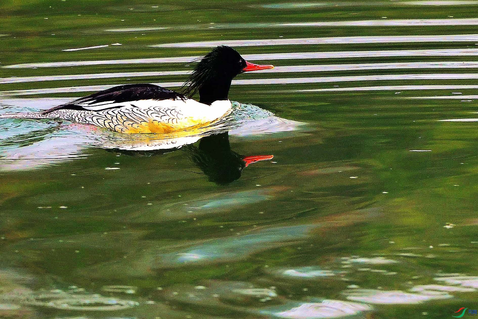 DSC_4907_����.jpg