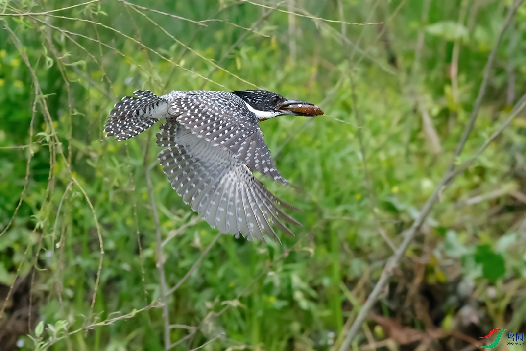 DSC_9041_DxOa.jpg